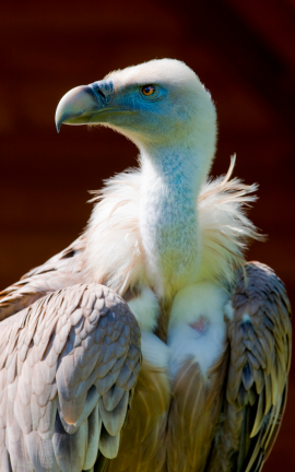 Veteranski beloglavi jastreb bo odletel na prostost