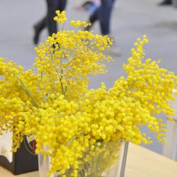 Mimoza, simbol osmega marca, mednarodnega dneva žensk