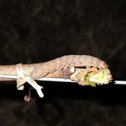 Gosenica sovke (KRISTIJAN SIRK)