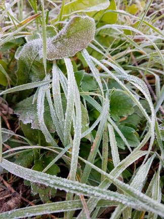 Slana je ponekod pobelila travnike (foto)