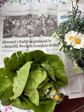 V naši dolini poleg trte uspeva tudi solata <i>(Majda Pečar)</i>