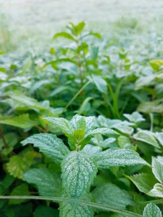 Slana je ponekod pobelila travnike (foto)