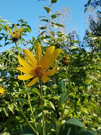 Po topinambur na bregove Vipave ...