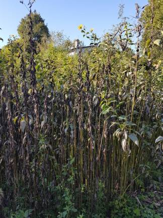 Po topinambur na bregove Vipave ...