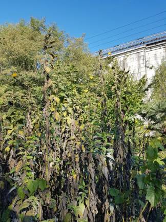 Po topinambur na bregove Vipave ...