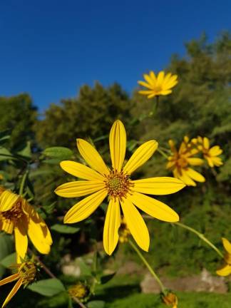 Po topinambur na bregove Vipave ...