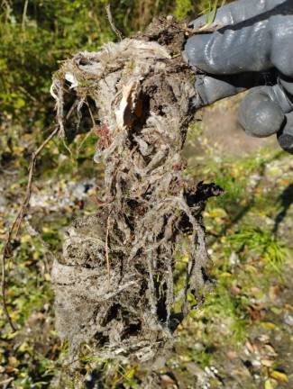 Ob Soči pobrali več kot pol tone odpadkov