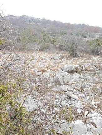 Zimzeleni oponec zarašča Gradino in Kremenjak