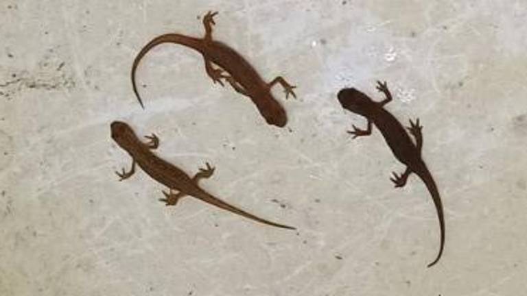 Pozor na krastače, žabe in pupke!