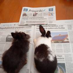 Tudi Windy in Sunny bereta Primorski dnevnik (<i>Mirela Furlan</i>)