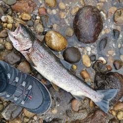 Poginula soška postrv (FOTO D.Z.)