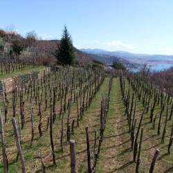 Kontovelski breg (FOTODAMJ@N)