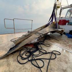 Z morskega dna pred Miramarom so rešili še lobanjo brazdastega kita, ki se je avgusta 2024 zagozdil v Miljah in nato poginil (MIRAMARSKI NARAVNI REZERVAT/SAUL CIRIACO/TOMMASO DE LORENZI)