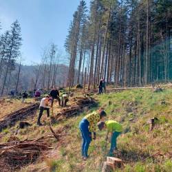Prostovoljci bodo danes po Sloveniji posadili približno 10.000 sadik različnih vrst gozdnega drevja (ALENKA TRATNIK/PRIMORSKE NOVICE)