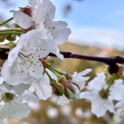 Češnje v cvetu (P.C.)