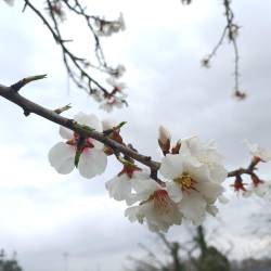 Cvetoči mandelj v Štandrežu (D.R.)