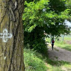 Več kot 1500 pohodnikov za Goriški camino