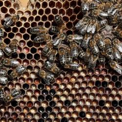 Medovite rastline predstavljajo pomemben vir hrane za čebele