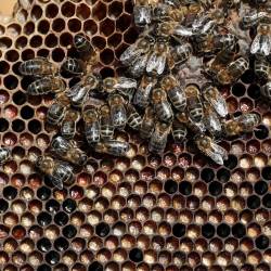 Medovite rastline predstavljajo pomemben vir hrane za čebele