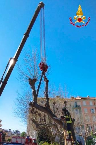 $!Drugo nevarno vejo so odžagali (GASILCI)