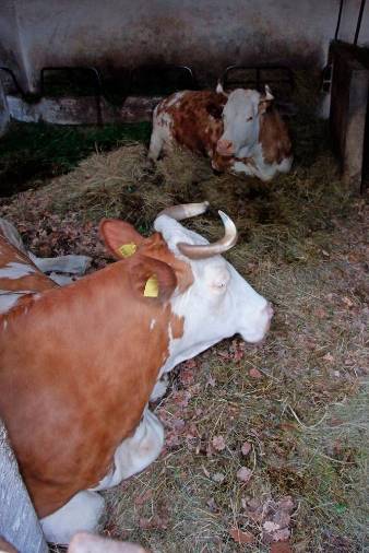 Živine je le še za vzorec (FOTODAMJ@N)