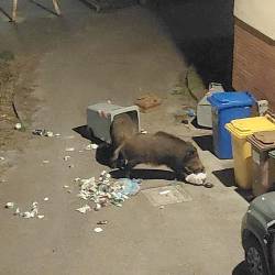 Merjasci radi podirajo miljske zabojnike, kot je razvidno iz fotografije