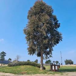 Primerek evkaliptusa raste v koprskem mestnem parku ob Semedelski promenadi, a jih množično ne bodo sadili, ker stroka temu nasprotuje (NATAŠA HLAJ/PRIMORSKE NOVICE)