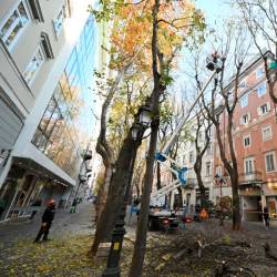 Današnja sečnja v Drevoredu 20. septembra (FOTODAMJ@N)