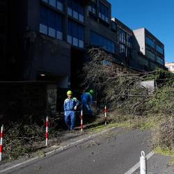 V Ulici Mameli je padlo več dreves, ki jih odstranjujejo prostovoljci civilne zaščite (LUCA TEDESCHI/FOTODAMJ@N)