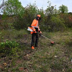 Čiščenje kraške gmajne pri Štivanu (FOTODAMJ@M)