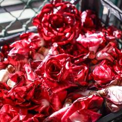 Goriška roža (TIBALDI)