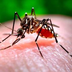 Prinašalci Denge so komarji (ANSA)