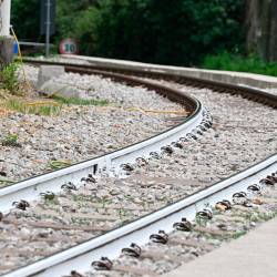 Med Cesarji in Obeliskom bodo zamenjali tračnice (FOTODAMJ@N)