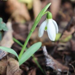 Zvončki (BOTANIČNI VRT UNIVERZE V LJUBLJANI)