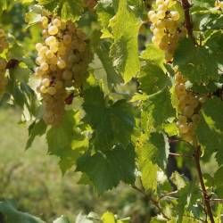 Briško grozdje (ARHIV)