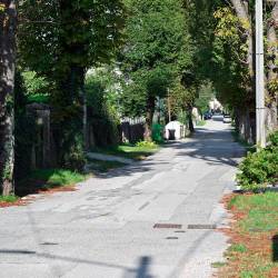 Med prvimi bo nov asfalt dočakal drevored pri Sokolovem igrišču (FOTODAMJ@N)