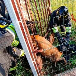 Gasilci so rešili srnjaka (GASILCI)