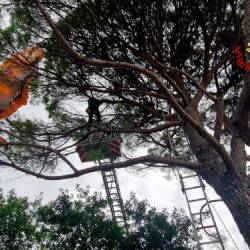 Gasilci so reševali jadralnega padalca, ki je pristal na drevesu (GASILCI)