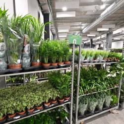 Dogodek ponuja svojim obiskovalkam in obiskovalcem res veliko izbiro najrazličnejših rastlin