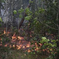 Občino Devin - Nabrežina zadnje čase pestijo številni gozdni požari