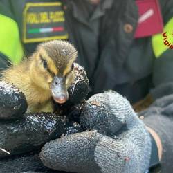 Ena izmed rešenih račk (GASILCI)