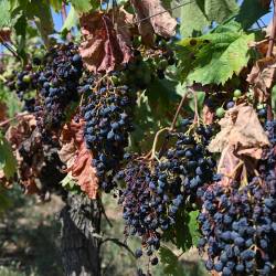 V nekaterih vinogradih, kjer niso namakali, je grozdje bolj podobno rozinam