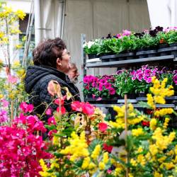 Sejem Trieste in fiore (FOTODAMJ@N)