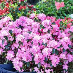 V Svetoivanskem parku bo mogoče še jutri občudovati cvetje vseh vrst