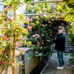 Festival vrtnic bo potekal do 17. maja (MESTNA OBČINA NOVA GORICA)