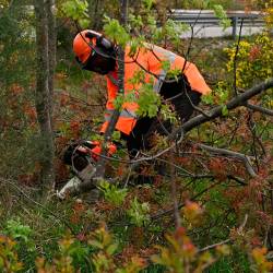 Čiščenje kraške gmajne pri Štivanu