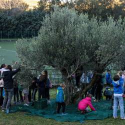 Otroci obirajo oljke na dolinskem koncu (TEDESCHI/FOTODAMJ@N)