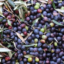 Oljkarstvo zahteva nenehno izpopolnjevanje (FOTODAMJ@N)