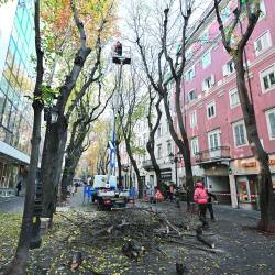 Nadomestitve posekanih dreves v Trstu niso samoumevne, upoštevati je treba zakonske in spomeniškovarstvene omejitve