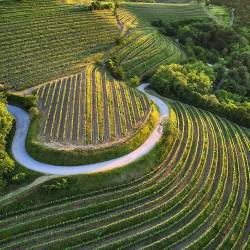 Vinograd v Vipavski dolini (ALPS2ADRIATIC)